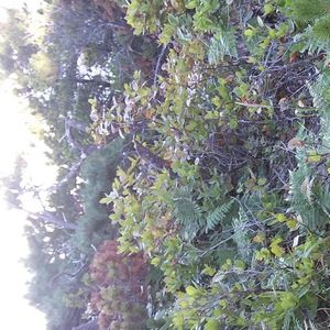 Meet your Posher, Otto